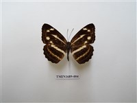 藏品(蓬萊環蛺蝶)的圖片